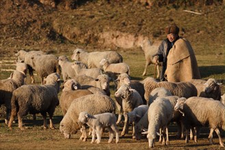 Shepherd with flock of sheep