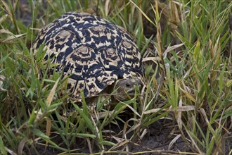 leopard tortoises