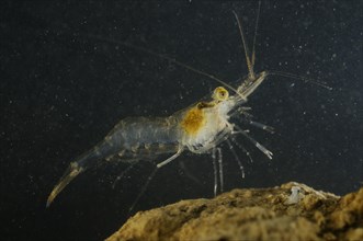Pond shrimp