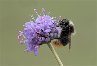 Large Red-tailed Bumblebee