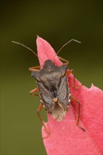 Pentatoma forest bug