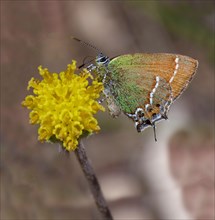 Mitoura gossamer winged butterfly