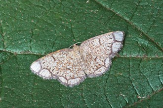 Speckled Poplar Moth