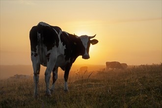 Holstein Friesian cow in a field at sunrise