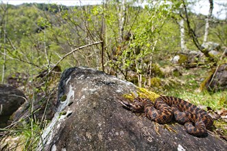 Alpine viper in habitat