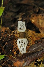 Strangulated stinkhorn mushroom