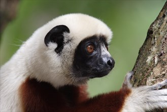 Brown-fronted sifaka