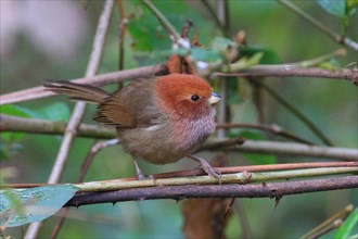 Brown-winged Parrotbill