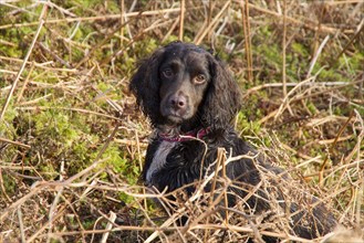 A Working Cocker Spaniel from the Blenheim Breed