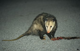 Virginian Opossum