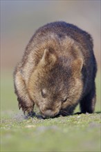 Naked-nosed wombat