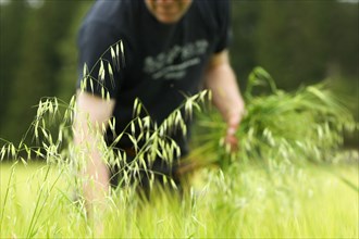 Farmer pulling wild oat