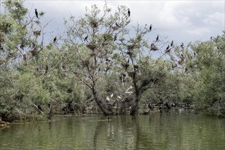 Cormorant and Spoonbill Nesting Colony at Lake Kerkini Northern Greece