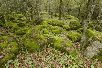Open woodland with moss covered rocks and Repand Cyclamen