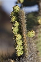 Prickly pear fruit on cactus