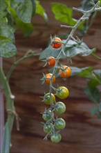 Sungold tomatoes look like candy and taste like it too. It is one of the sweetest flavoured tomatoes available and produces small orange fruits of