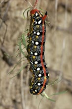 Spurge hawk-moth
