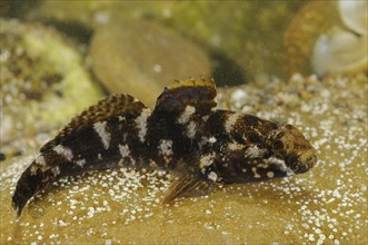 Rock Goby
