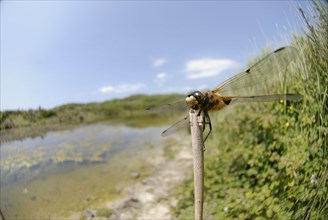 Adult four-spotted chaser