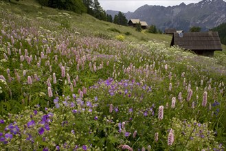 Species-rich alpine meadow