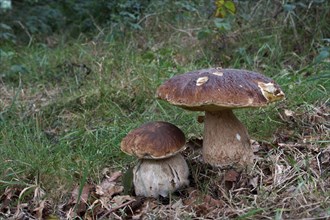 (Boletus edulis), Mushroom, Cep two fruiting bodies, growing in beech woodland, Leicestershire,