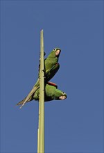 Adult pair of Spanish parakeets
