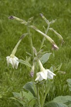 Long flowered tobacco