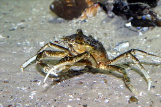 Large spider crab