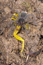 Young Peruvian tarantula
