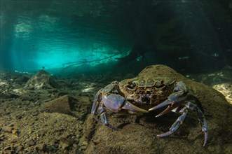 Freshwater Crab