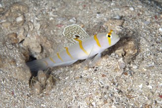 Randall's sentinel goby
