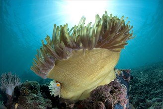Adult False ocellaris clownfish
