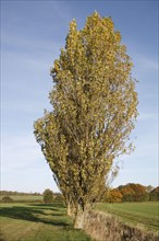 Lombardy Poplar