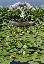 Flowers and leaves of the ornamental water lily