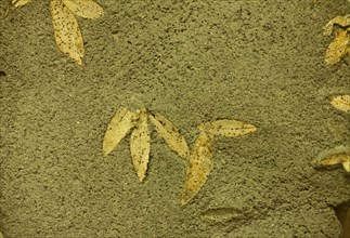 Fossilised olive leaves from 60