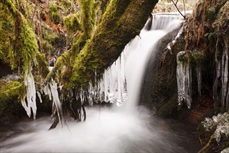 Icicles hanging from branches over cascade in upland stream