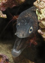 Moray and monaco cleaner shrimp