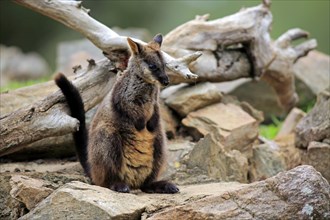 Brush-tailed rock-wallaby