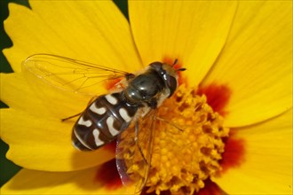 Late Large-fronted Hoverfly