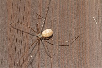 Large trembling spider