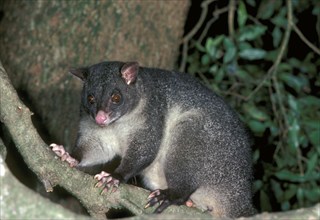 Short-eared possum