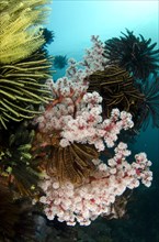 Soft red two-leaved tree coral
