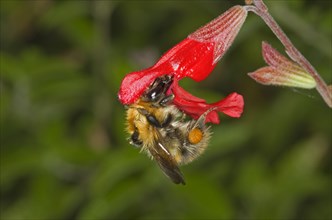 Common card bumblebee