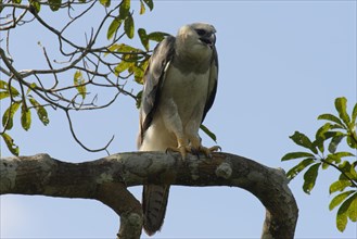 Immature harpy eagle
