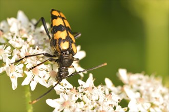 Four-banded long-hair beetle