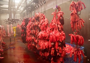Pig offal hanging in abattoir