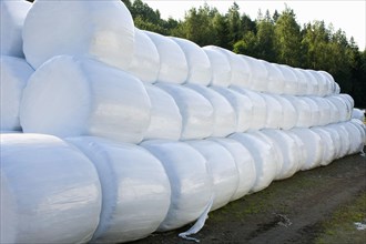 Plastic wrapped round silage bales