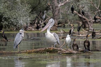 Water birds at Lake Kerkini in northern Greece