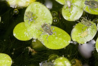 Waterlily Aphid
