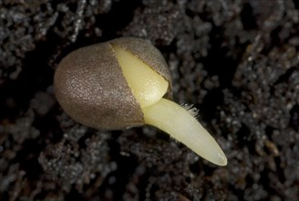 A germinating cabbage seed with root development with root hairs on the ground